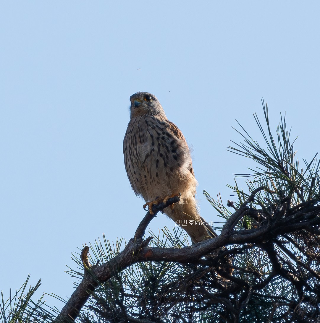 Eurasian Kestrel - ML626019989