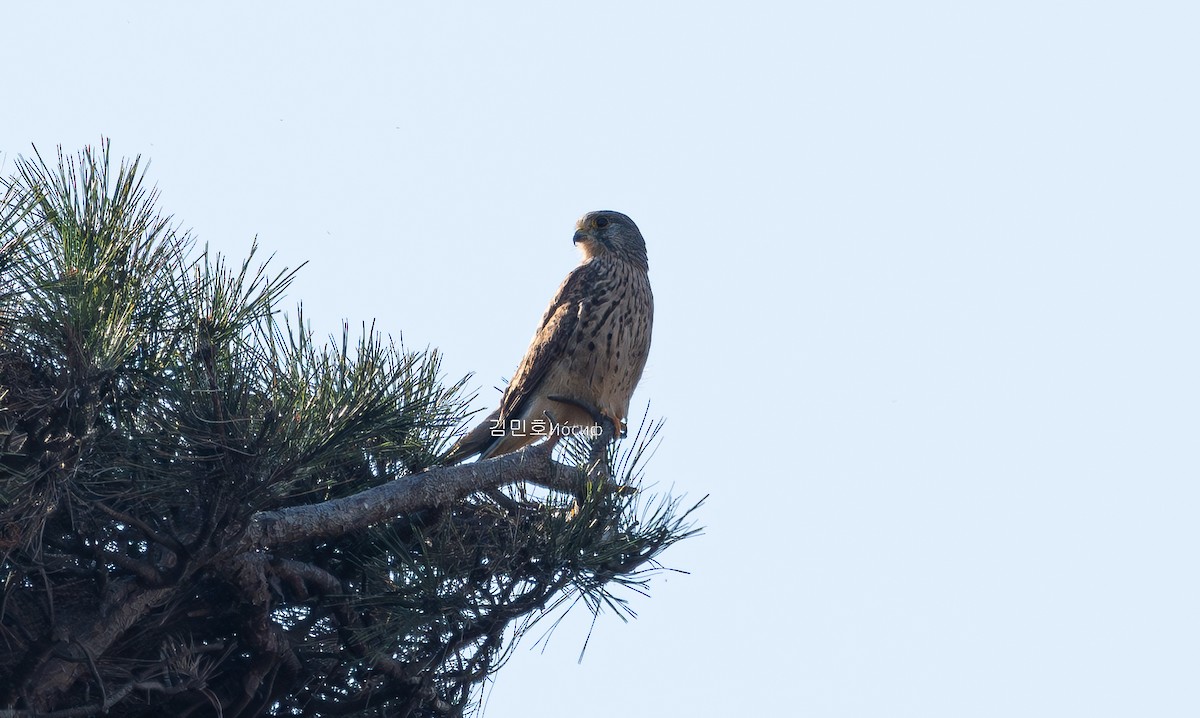 Eurasian Kestrel - ML626019990