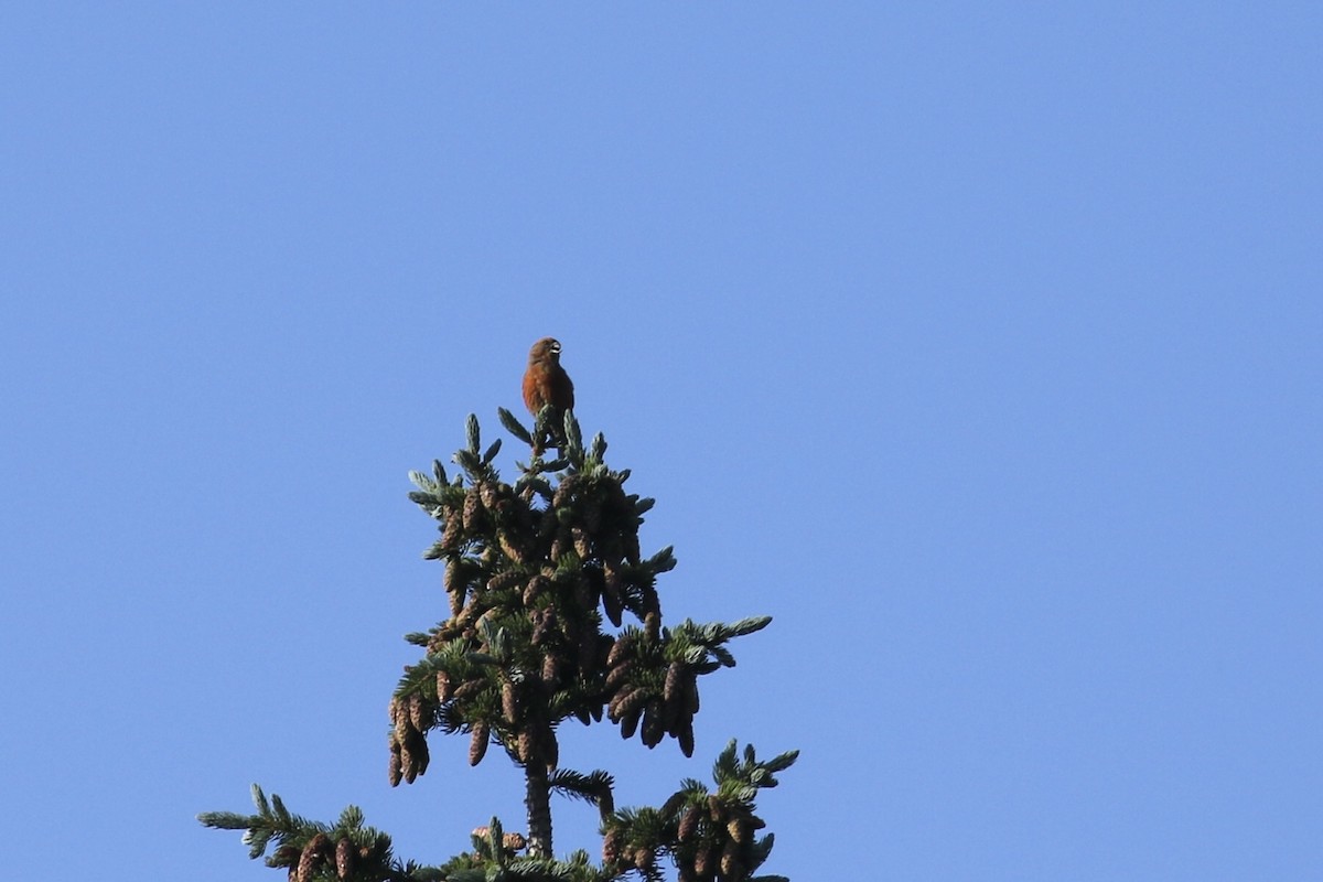 Red Crossbill - ML626020002