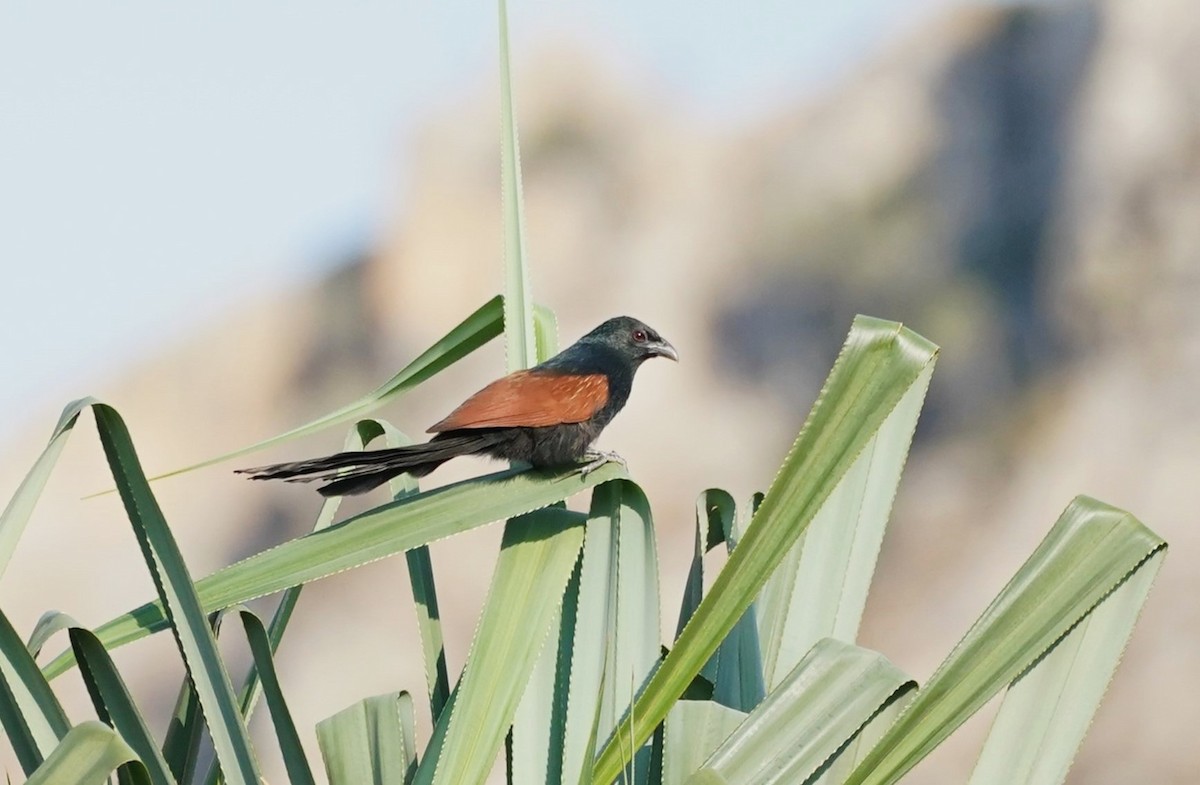 Coucal toulou - ML626020081