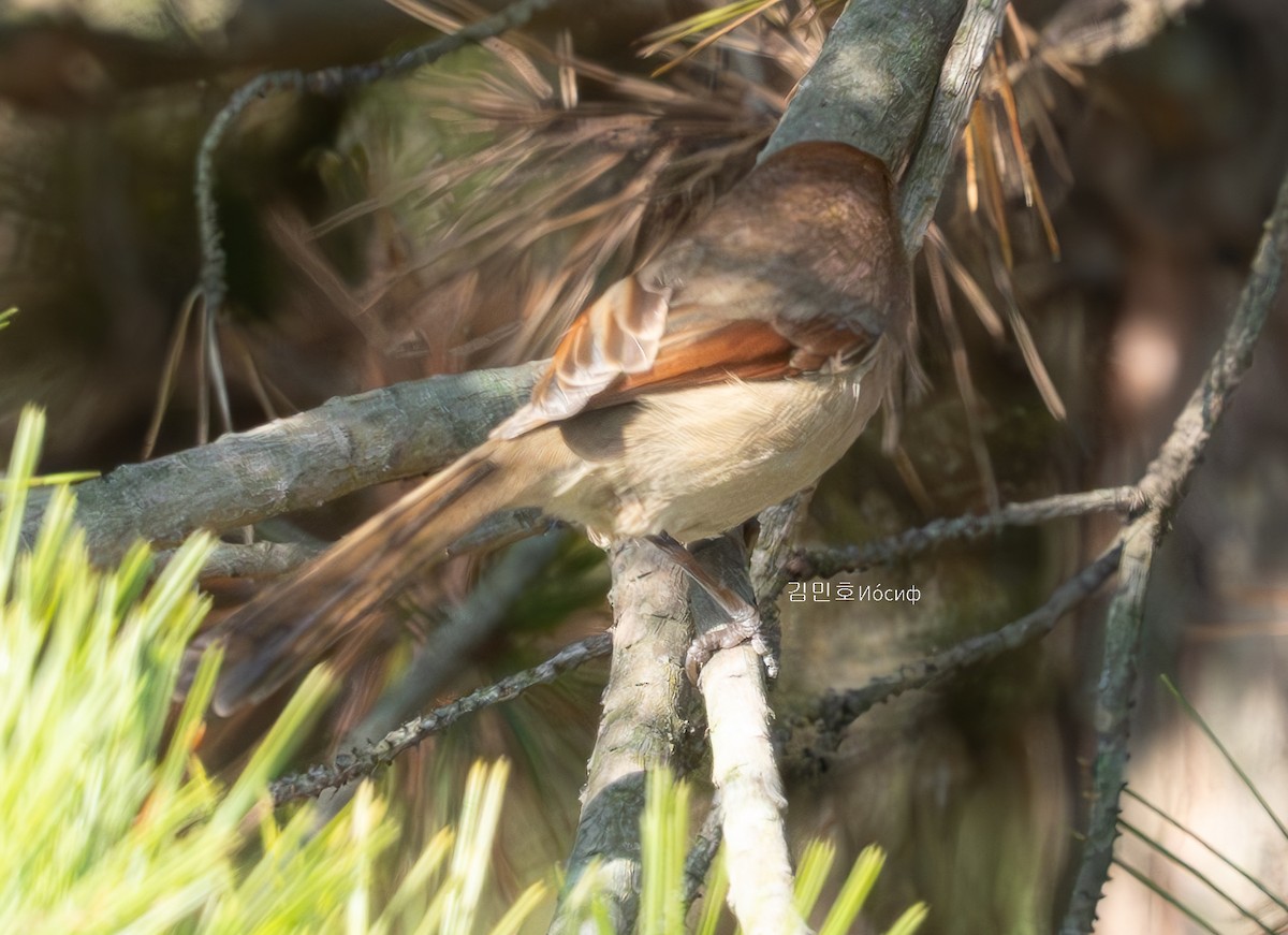 Vinous-throated Parrotbill - ML626020117