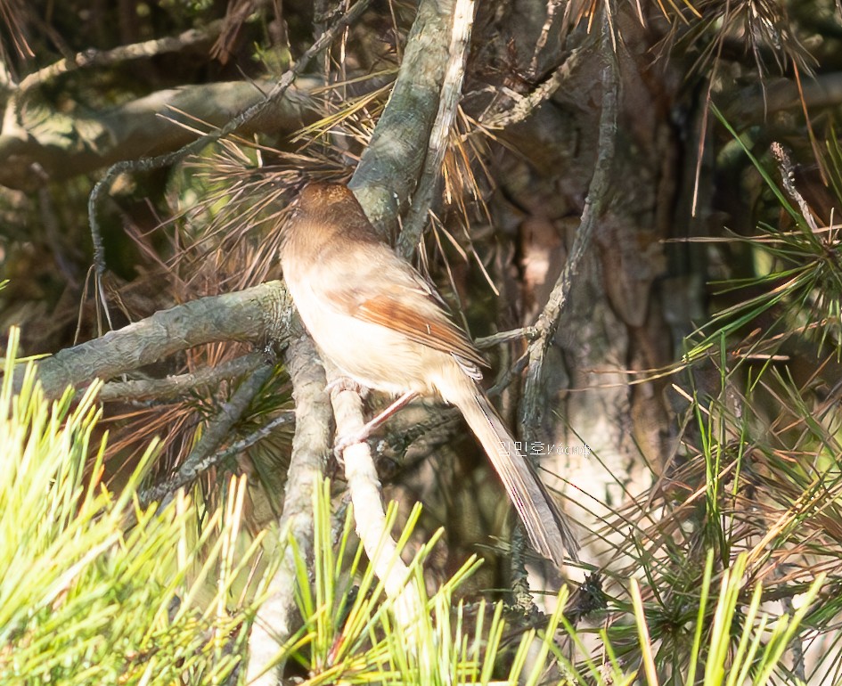 Vinous-throated Parrotbill - ML626020118