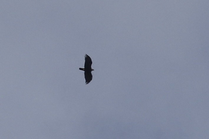 Golden Eagle - ML626020158