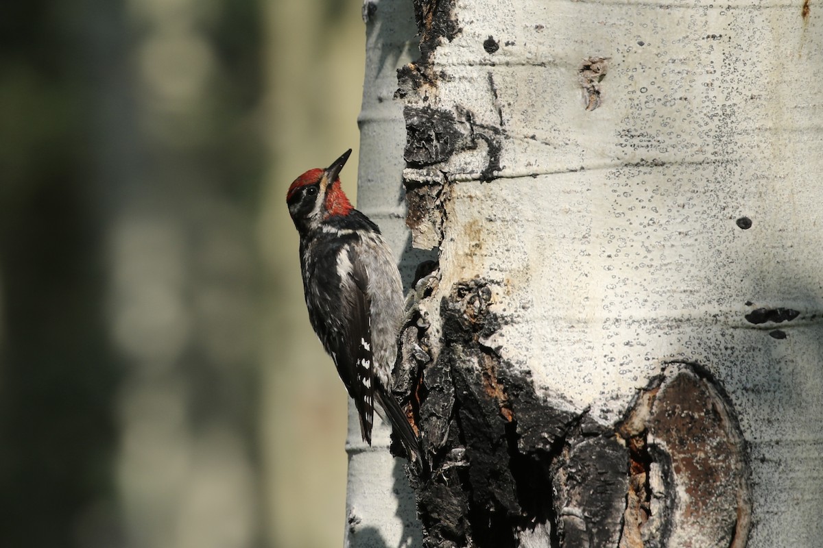 Red-naped Sapsucker - ML626020180