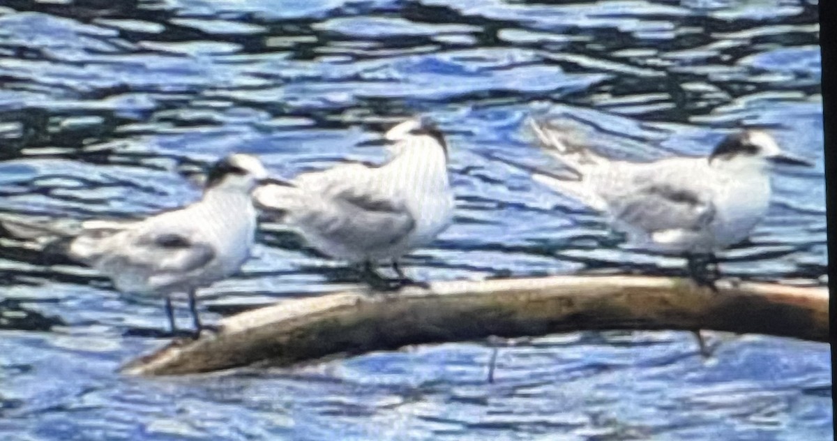 Common Tern - ML626020270