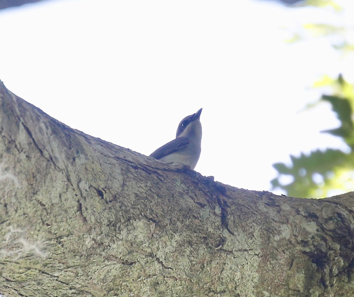 Large Woodshrike - ML626020271