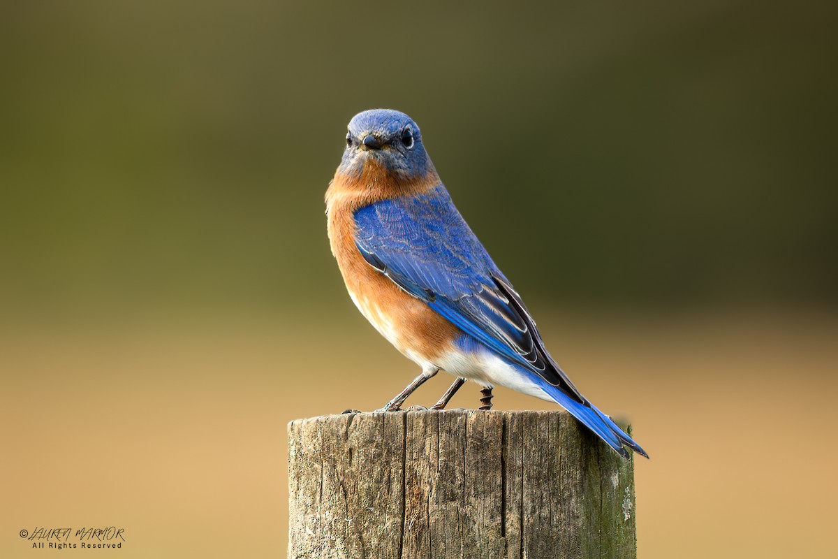 Eastern Bluebird - ML626020311