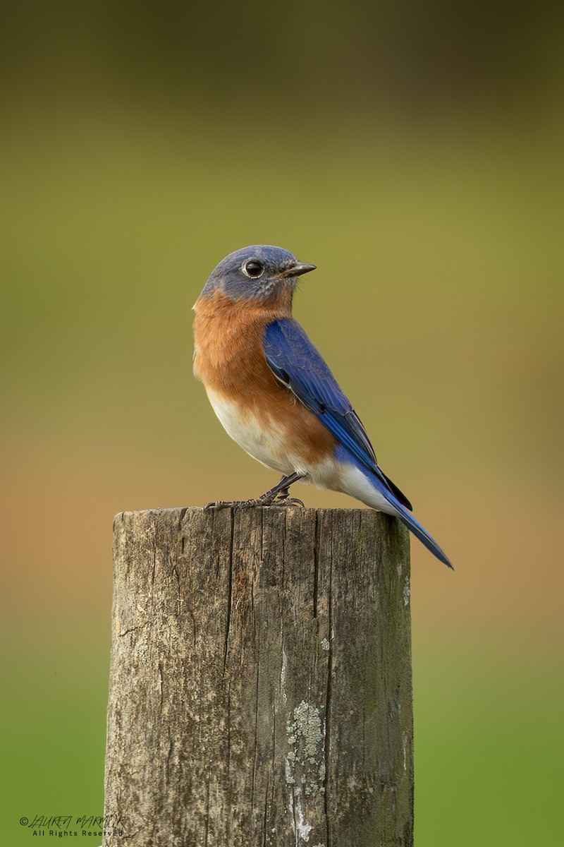 Eastern Bluebird - ML626020320