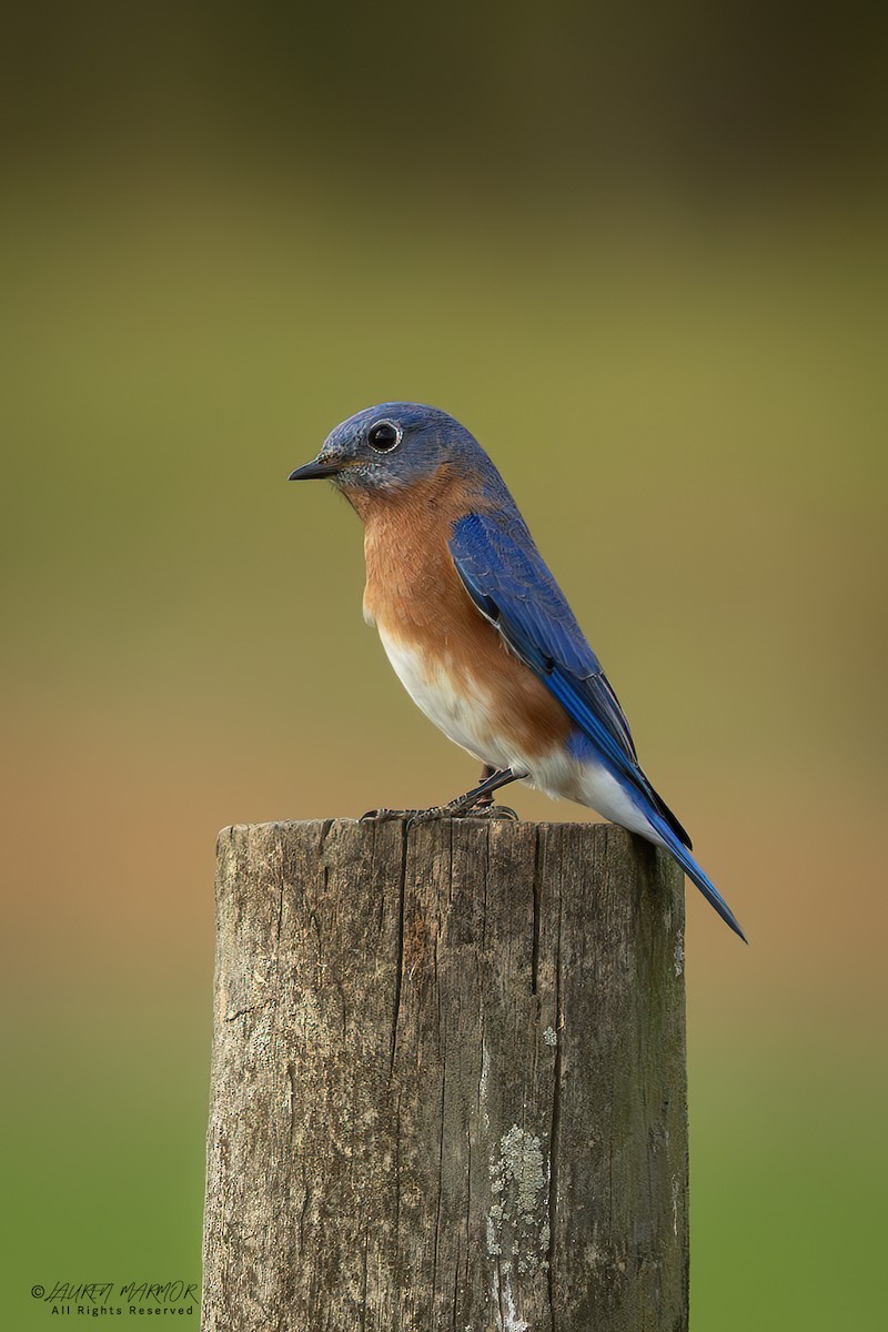 Eastern Bluebird - ML626020323
