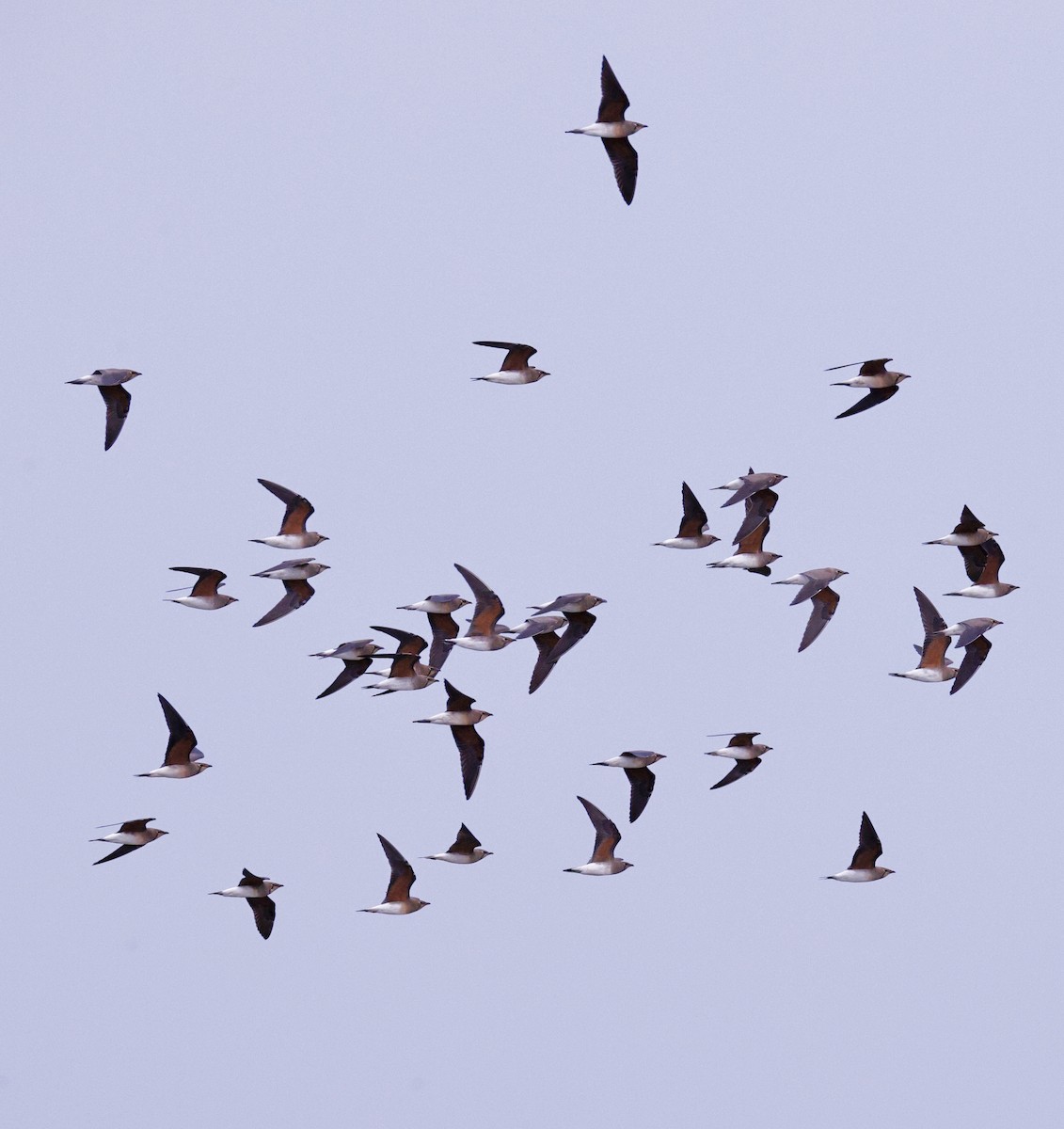 Oriental Pratincole - ML626020382