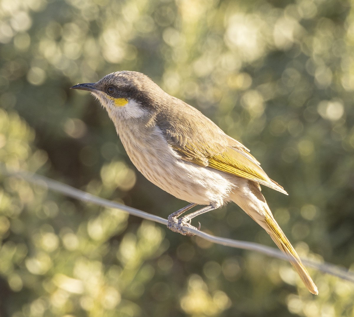 Singing Honeyeater - ML626020486