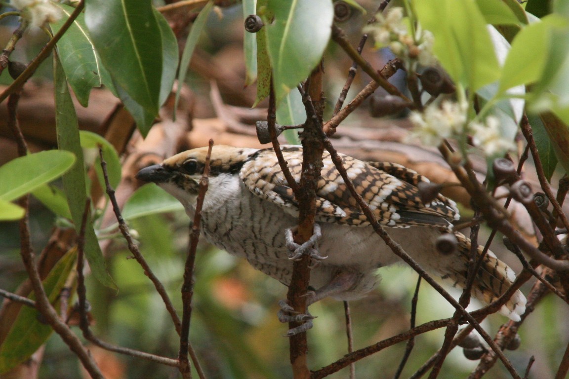 Pacific Koel - ML626020672