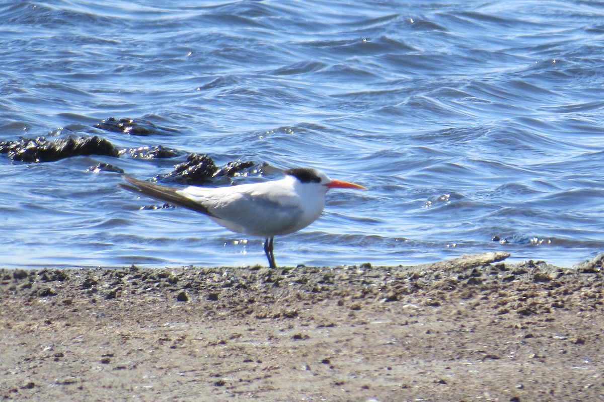 Elegant Tern - ML626020742