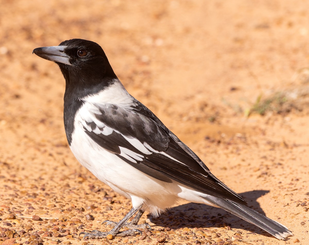Pied Butcherbird - ML626020839