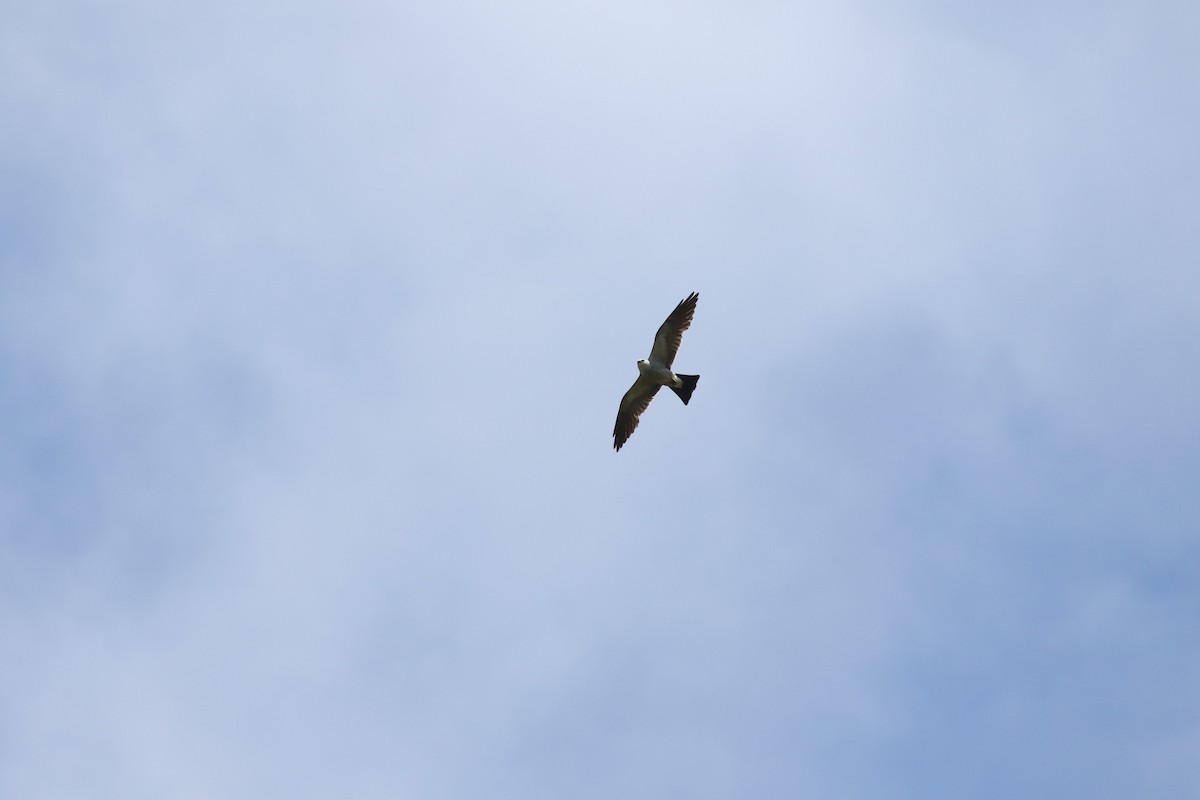 Mississippi Kite - ML62602101