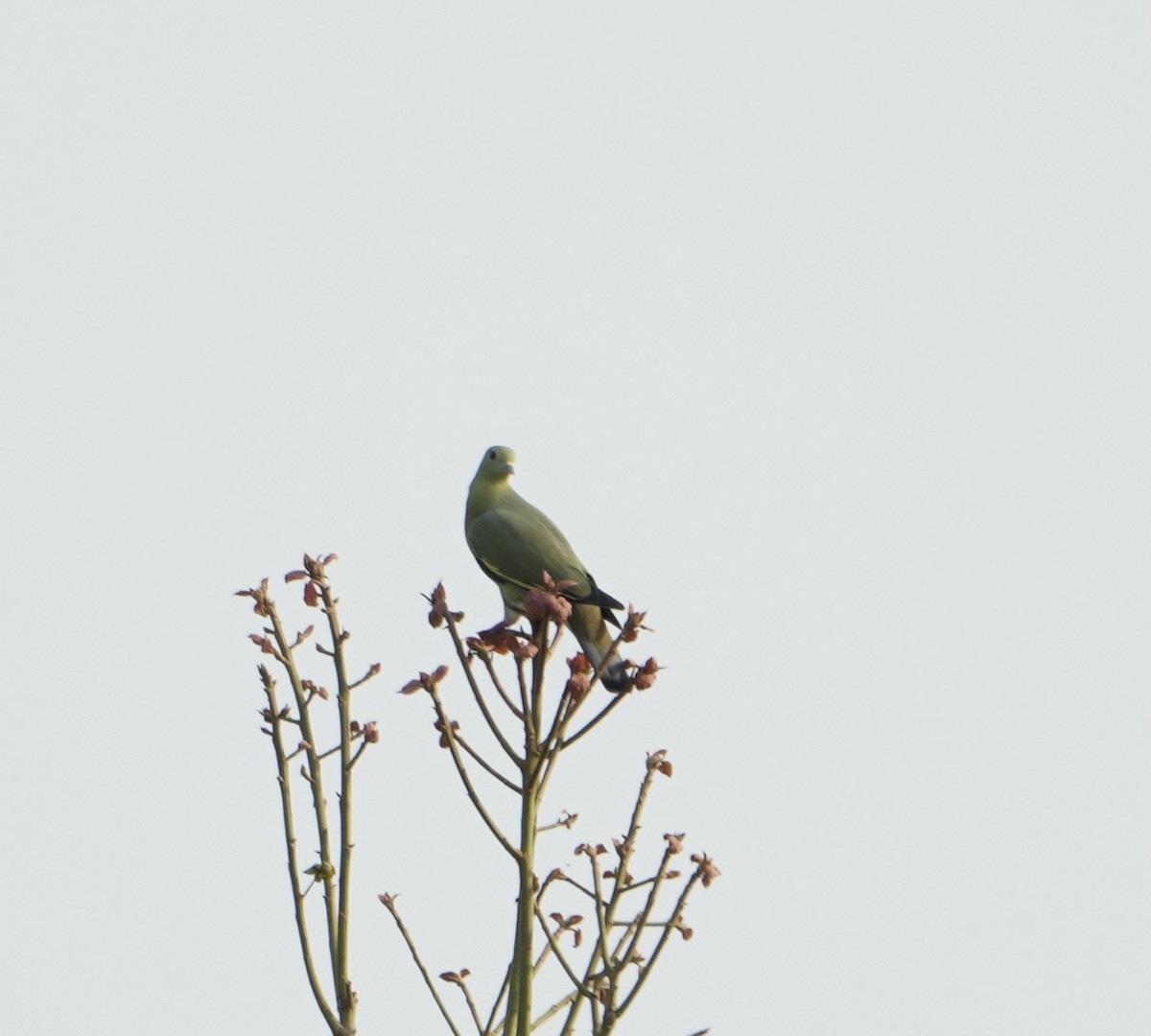 holub papouščí - ML626021028