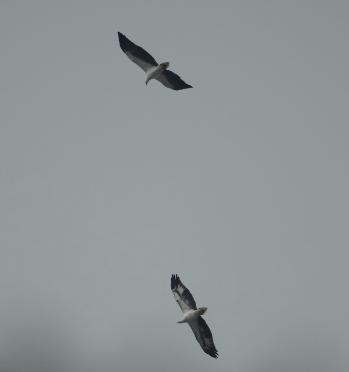 orel bělobřichý - ML626021065