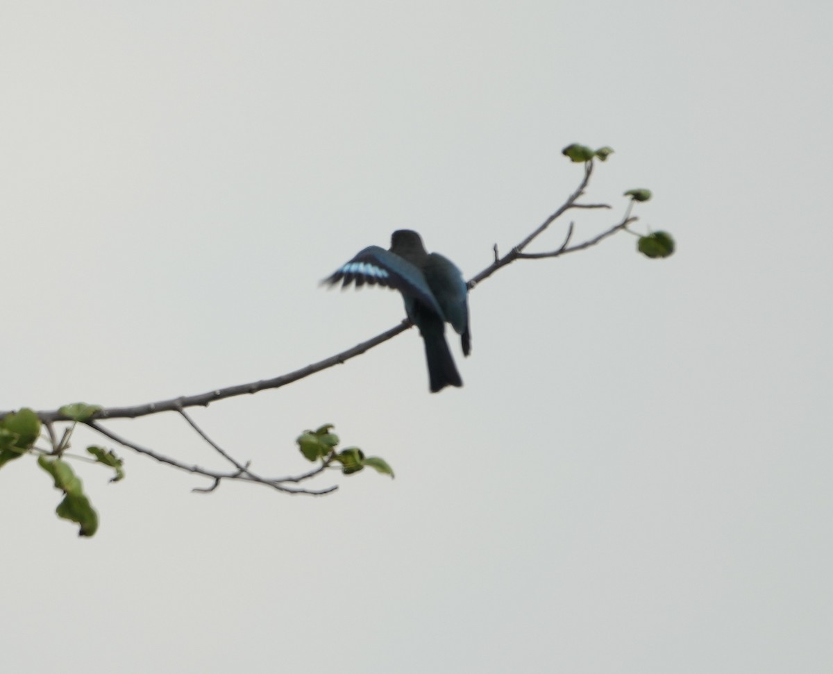 šírozobec východní - ML626021066