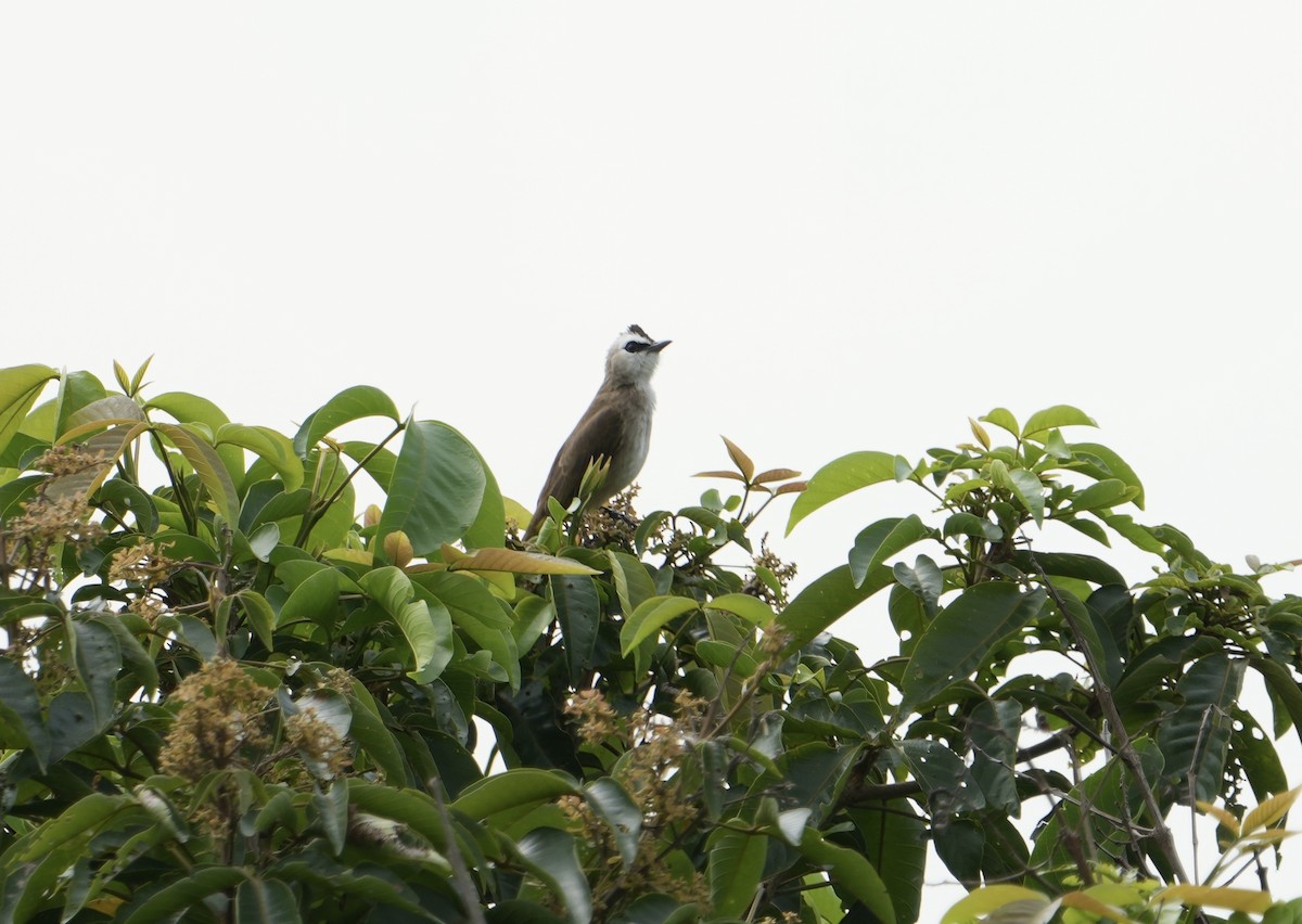 Yellow-vented Bulbul - ML626021068