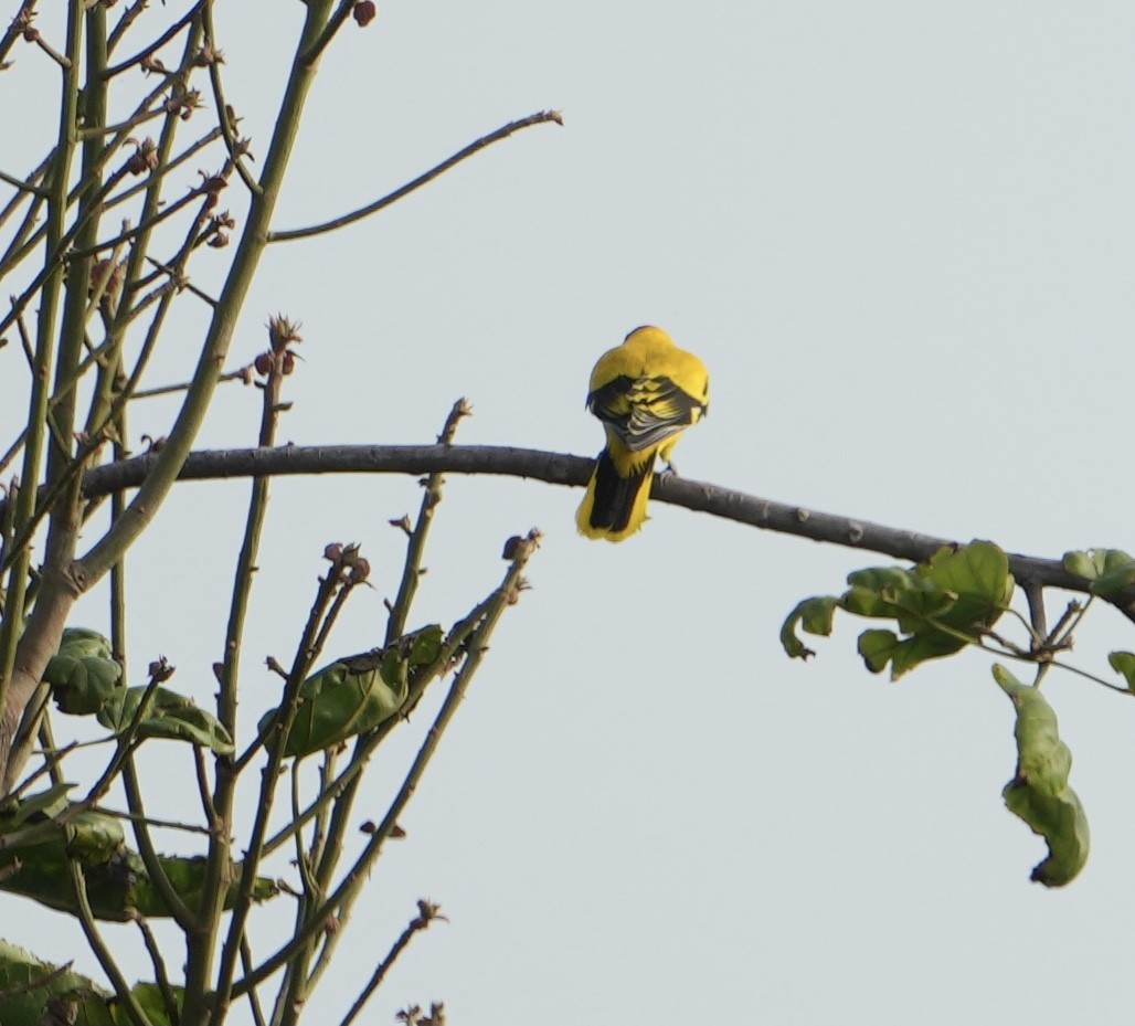 žluva černošíjná - ML626021105