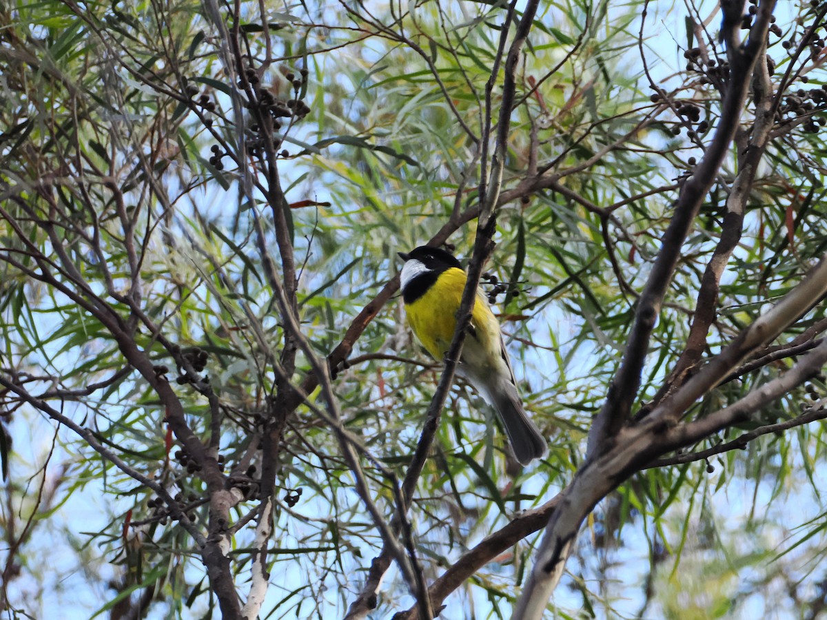 Golden Whistler - ML626021185