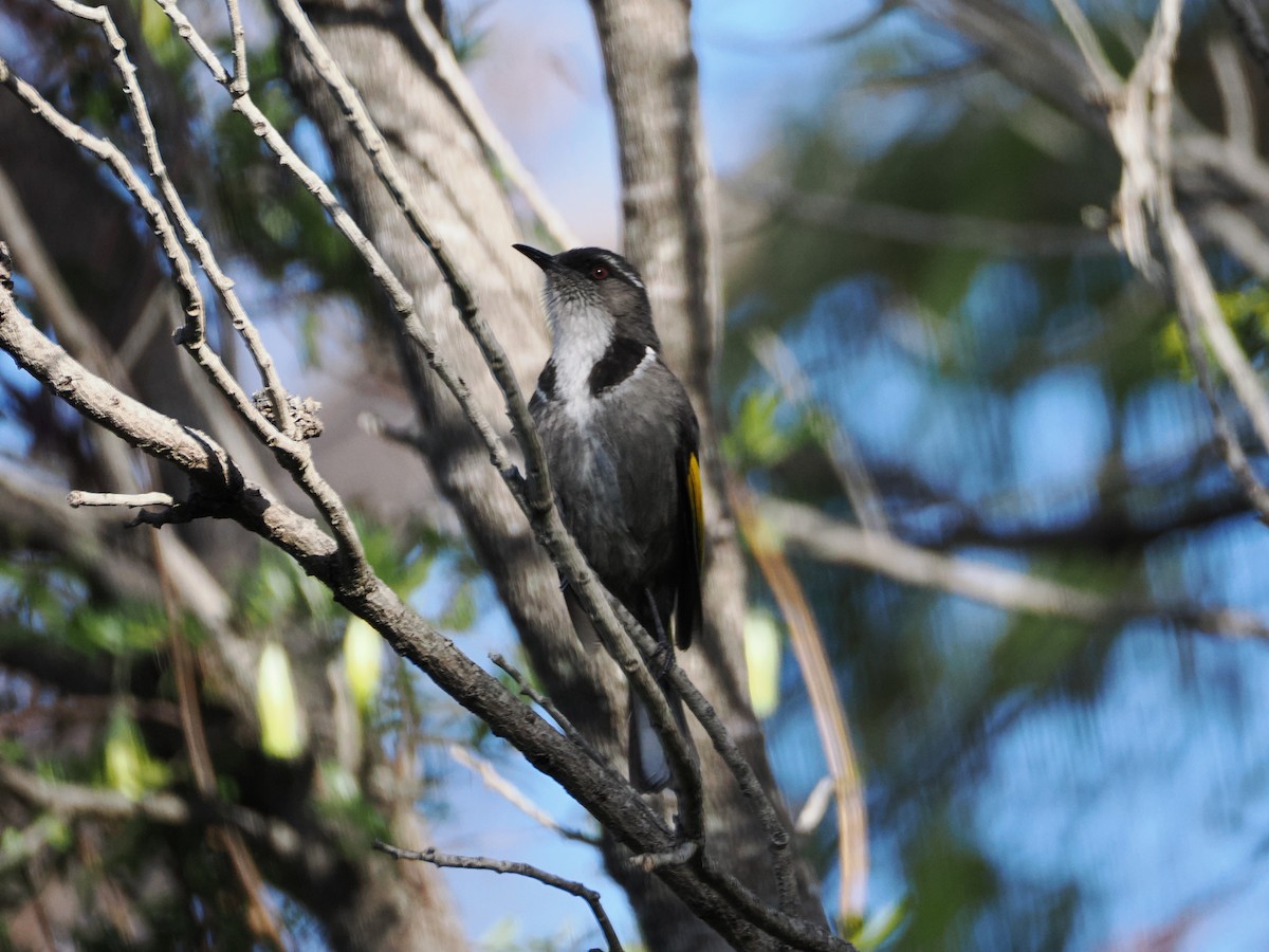 Crescent Honeyeater - ML626021187