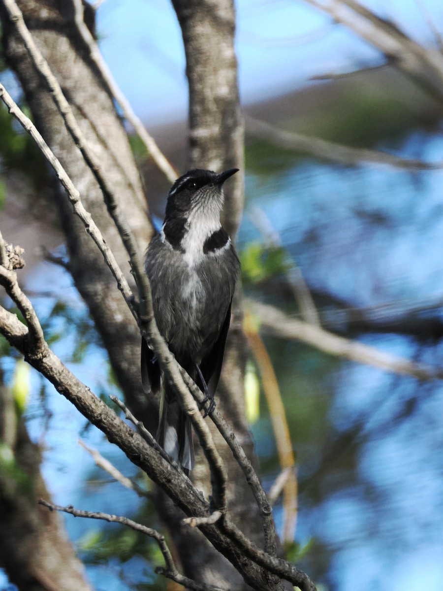 Crescent Honeyeater - ML626021188