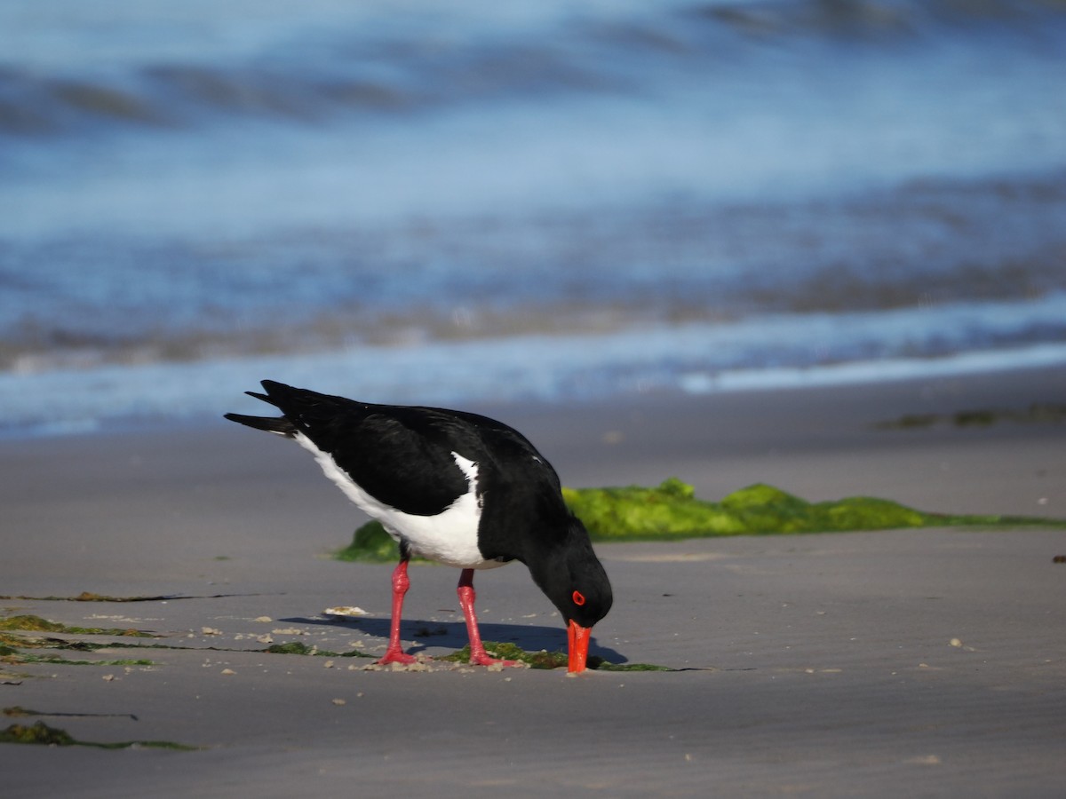Pied Oystercatcher - ML626021192