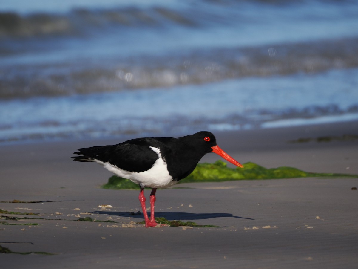 Pied Oystercatcher - ML626021193