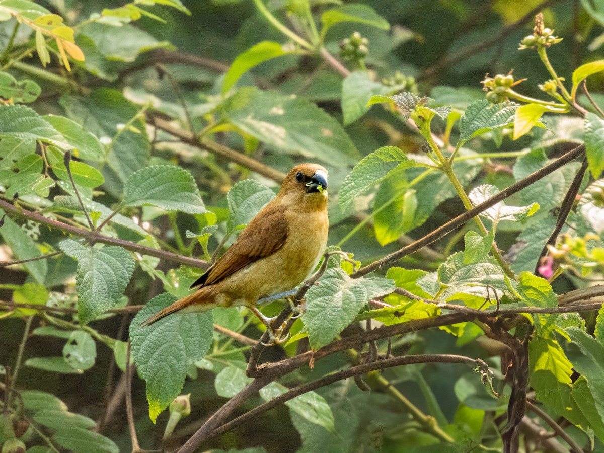Scaly-breasted Munia - ML626021262