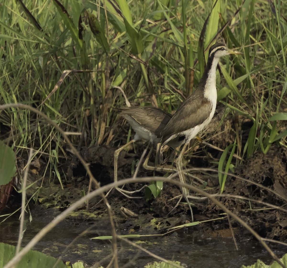 Jacana Suramericana - ML626021430