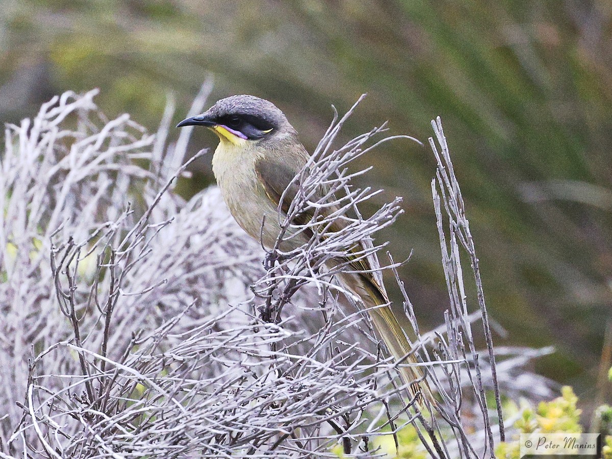Purple-gaped Honeyeater - ML626021453