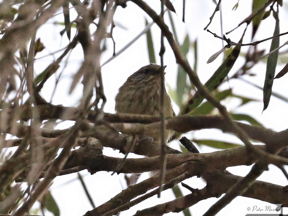 Striated Thornbill - ML626021476