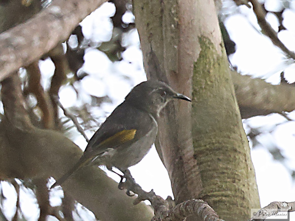 Crescent Honeyeater - ML626021500