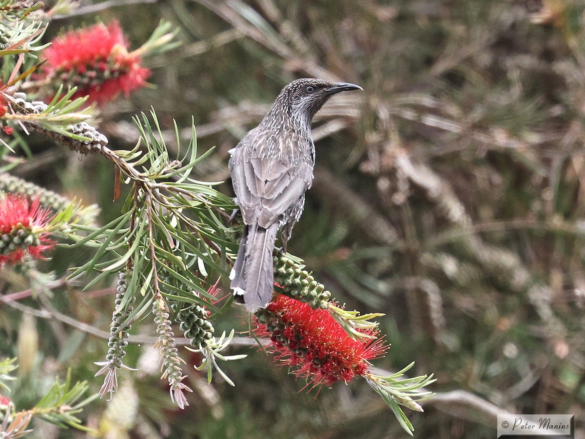 Little Wattlebird - ML626021522