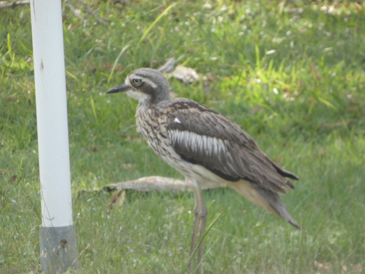 Bush Thick-knee - ML626021589
