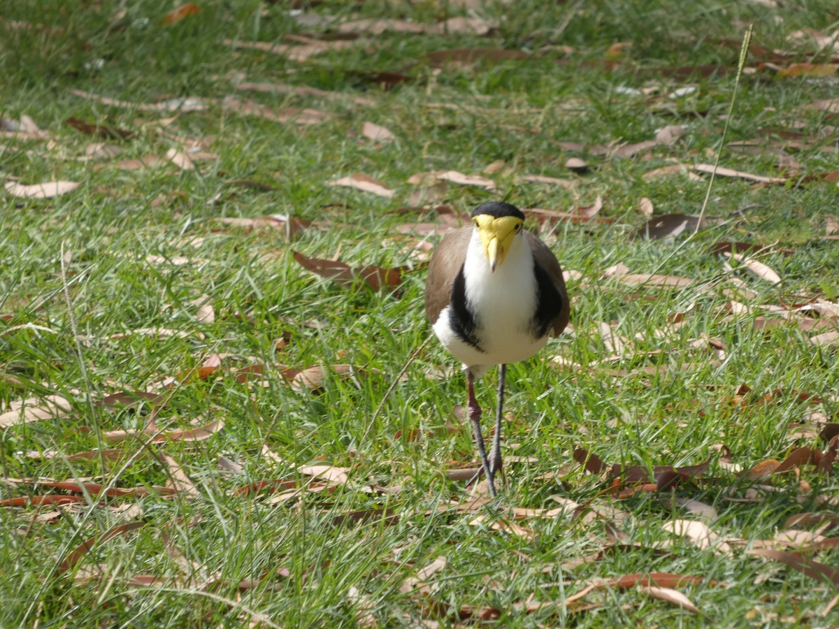 Masked Lapwing - ML626021590