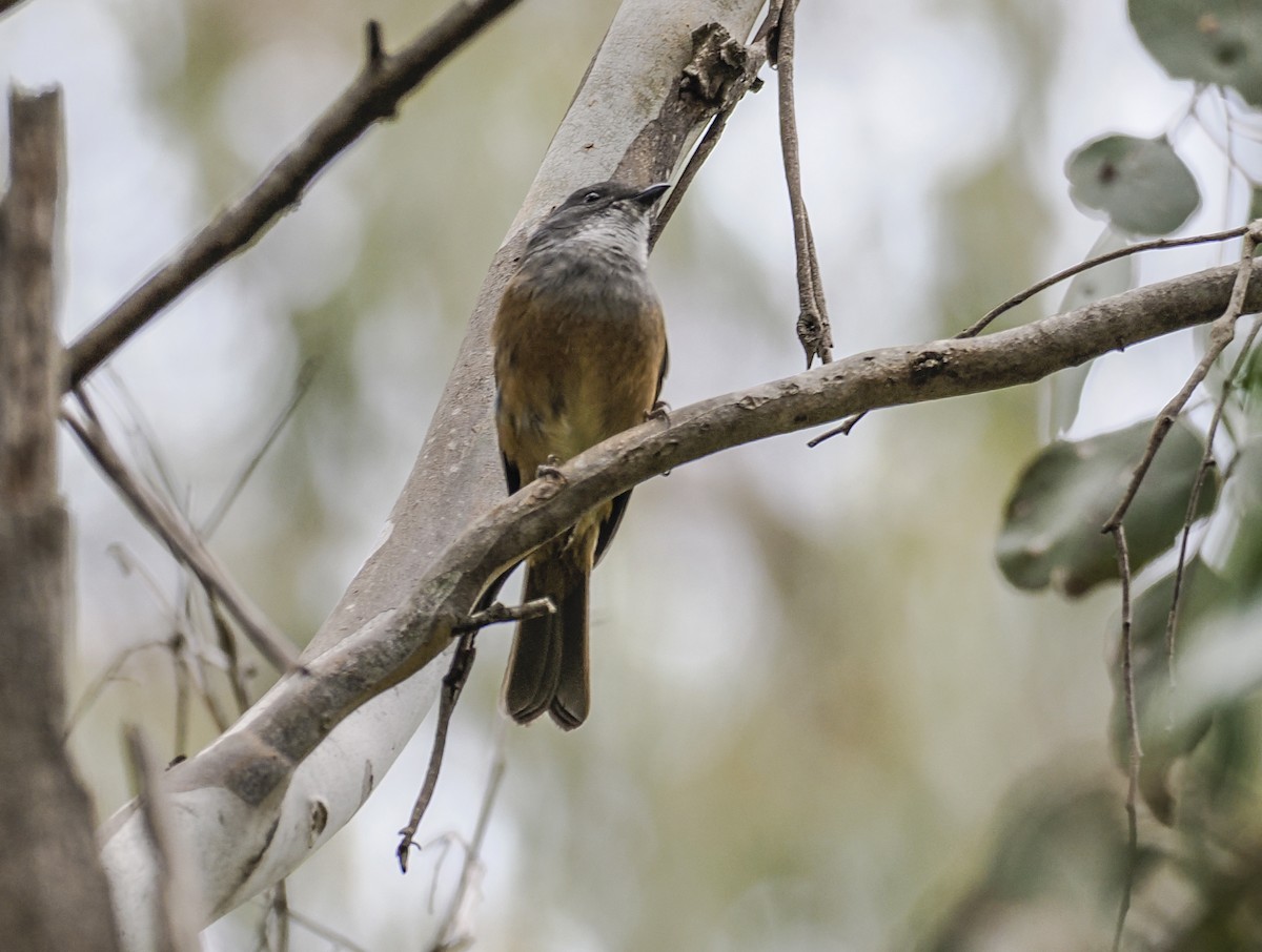 Olive Whistler - ML626021676