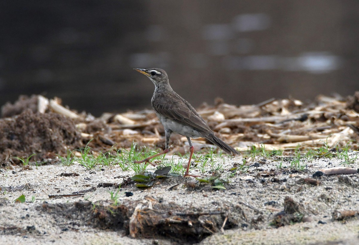 Pipit à longues pattes - ML626021884