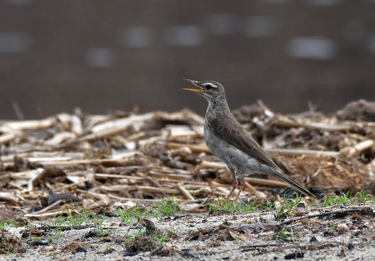 Long-legged Pipit - ML626021885