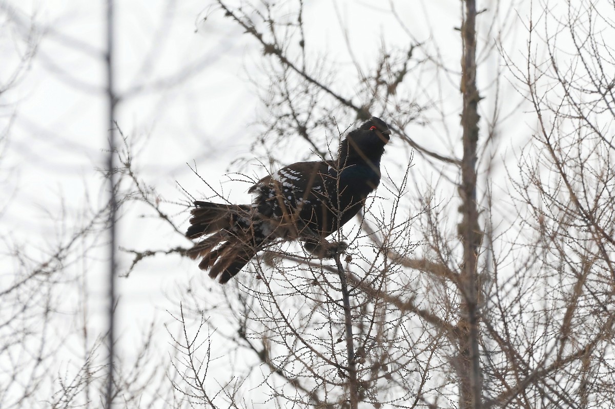 Black-billed Capercaillie - ML626021915