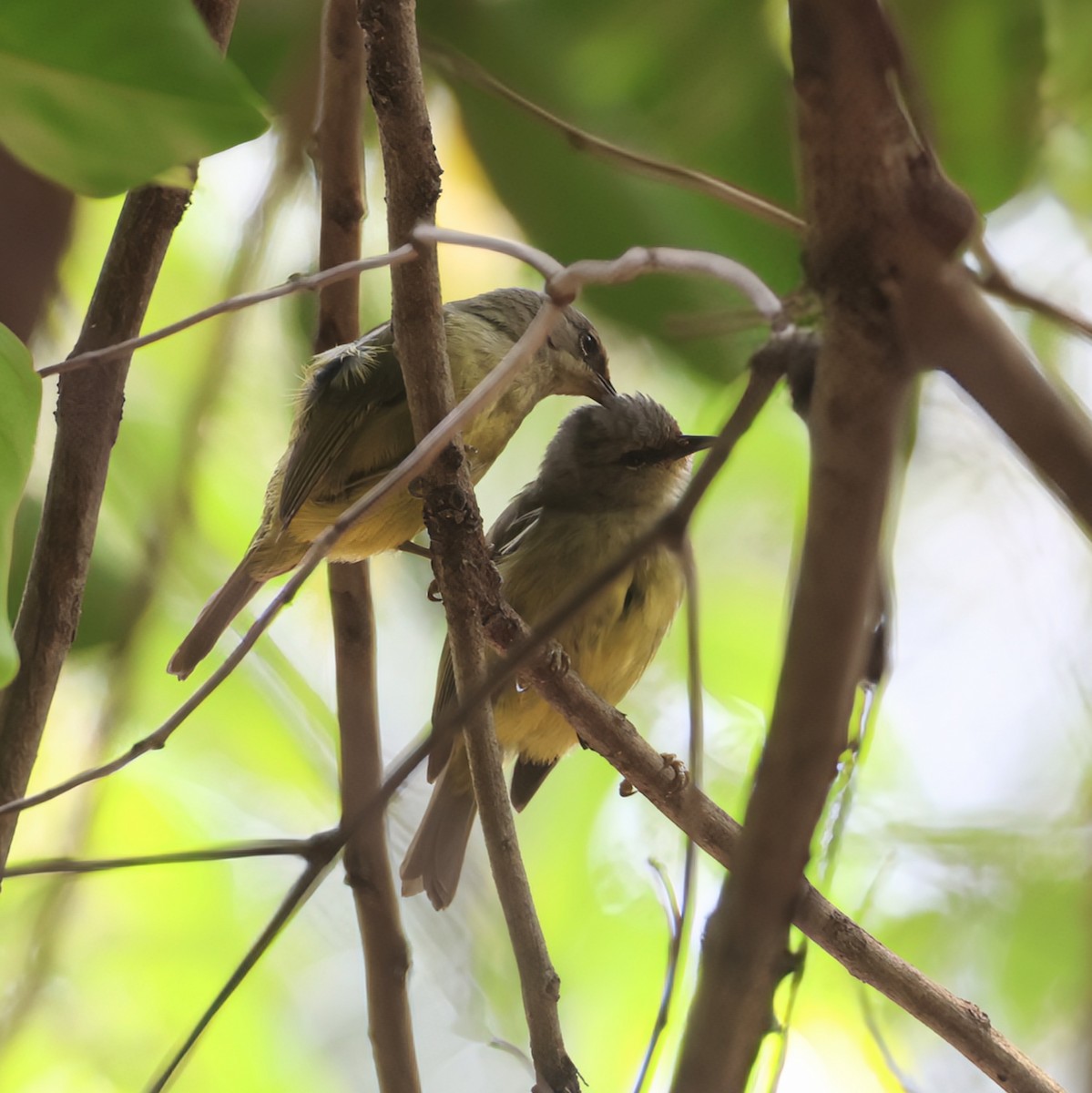 Javabrillenvogel - ML626022014