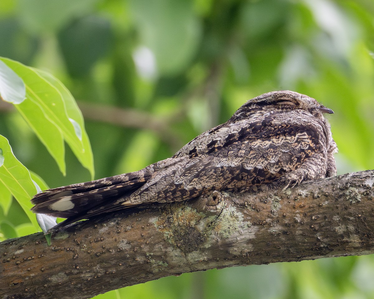 Gray Nightjar - ML626022031
