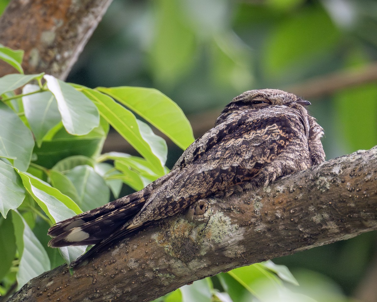 Gray Nightjar - ML626022032