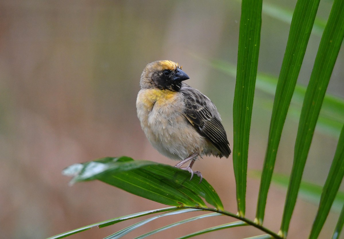 Bob-tailed Weaver - ML626022130