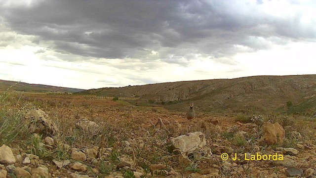 Red-legged Partridge - ML626022190