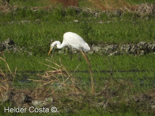 Great Egret - Helder Costa