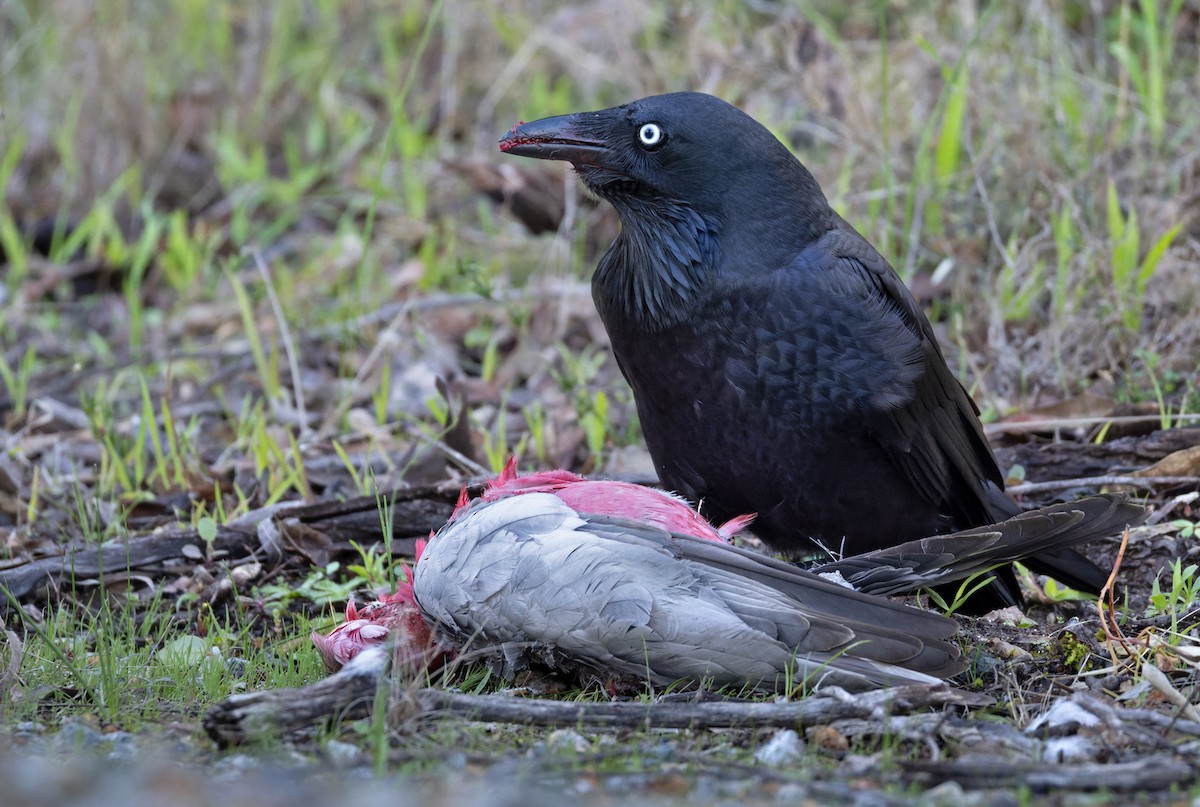 ML626022361 - Australian Raven - Macaulay Library