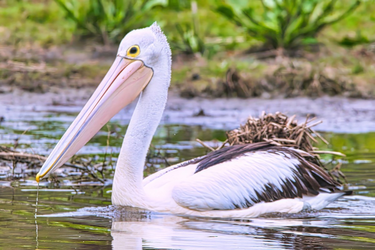 Australian Pelican - ML626022444