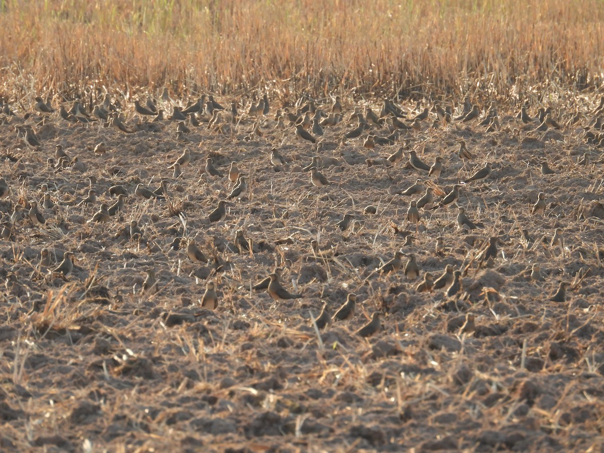 Oriental Pratincole - ML626022608